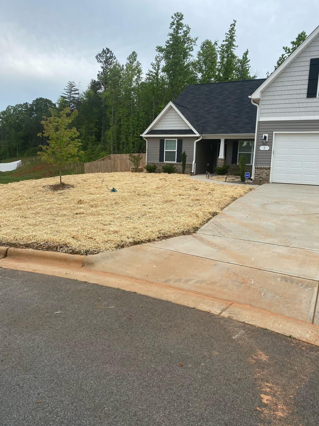 Newly landscaped front yard with straw covering and a small tree near a modern house.