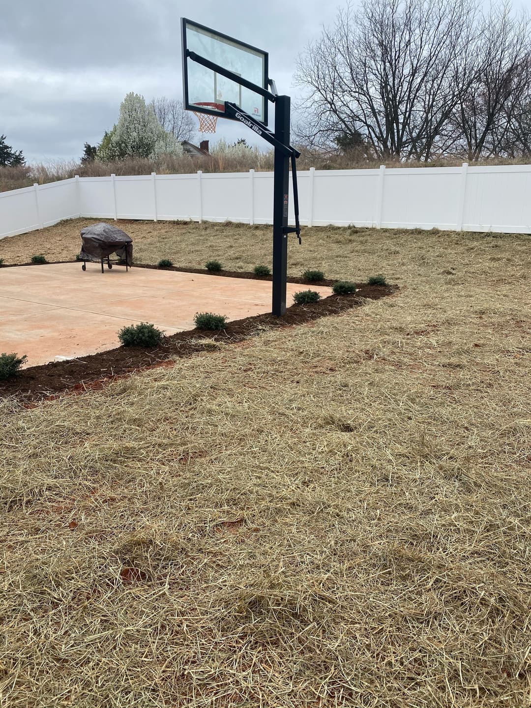 Basketball hoop in a yard with freshly laid grass and a patio, surrounded by shrubs.
