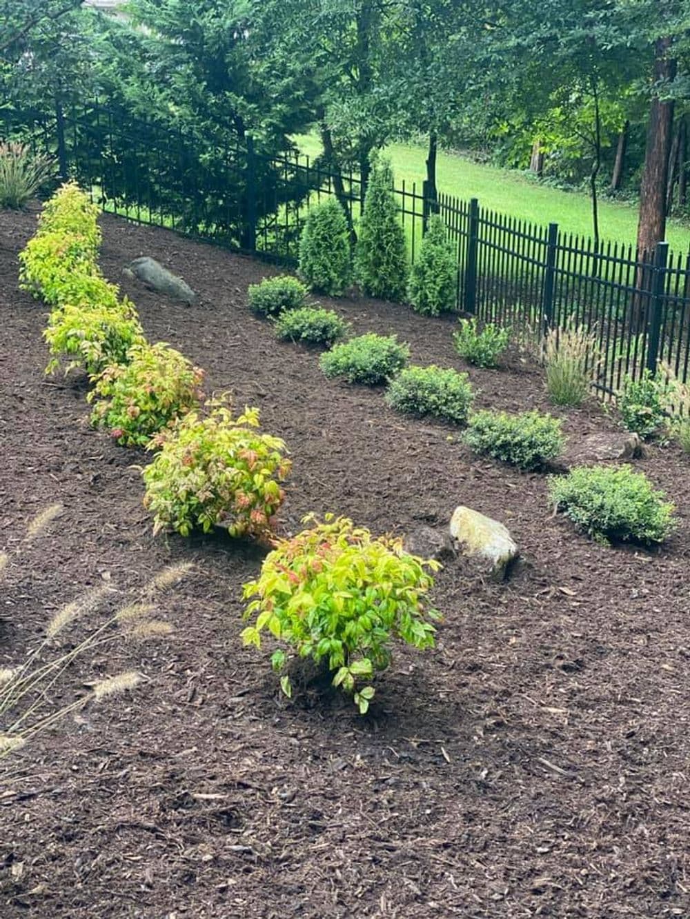 Lush garden with decorative shrubs and mulch, bordered by a black fence and trees.