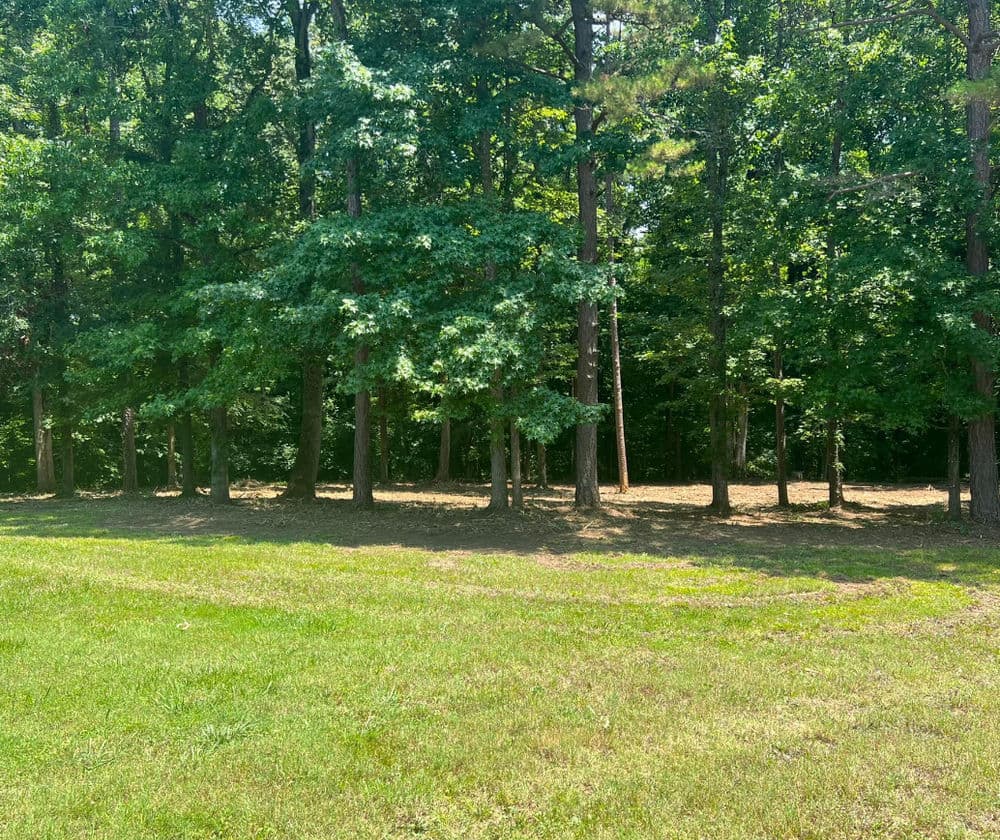 Lush green field with a dense line of trees in the background under bright sunlight.