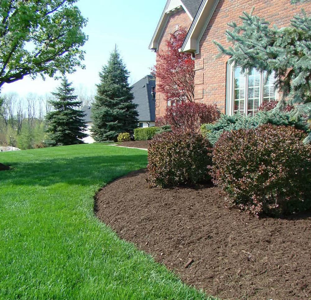 Lush green lawn with well-maintained shrubs and mulch landscaping near a brick house.