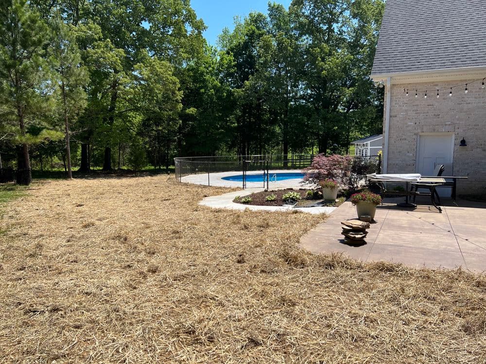 Backyard landscape with pool, patio, and fresh straw mulch under trees on a sunny day.