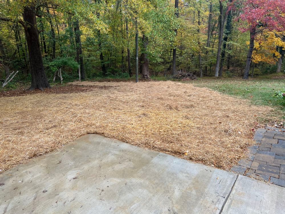 Cleared yard with straw mulch surrounded by colorful autumn trees in a wooded area.