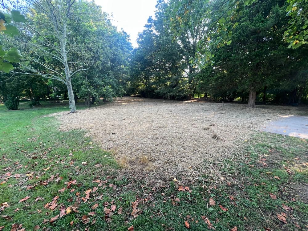 Cleared grassy area surrounded by trees, with scattered leaves and straw debris.