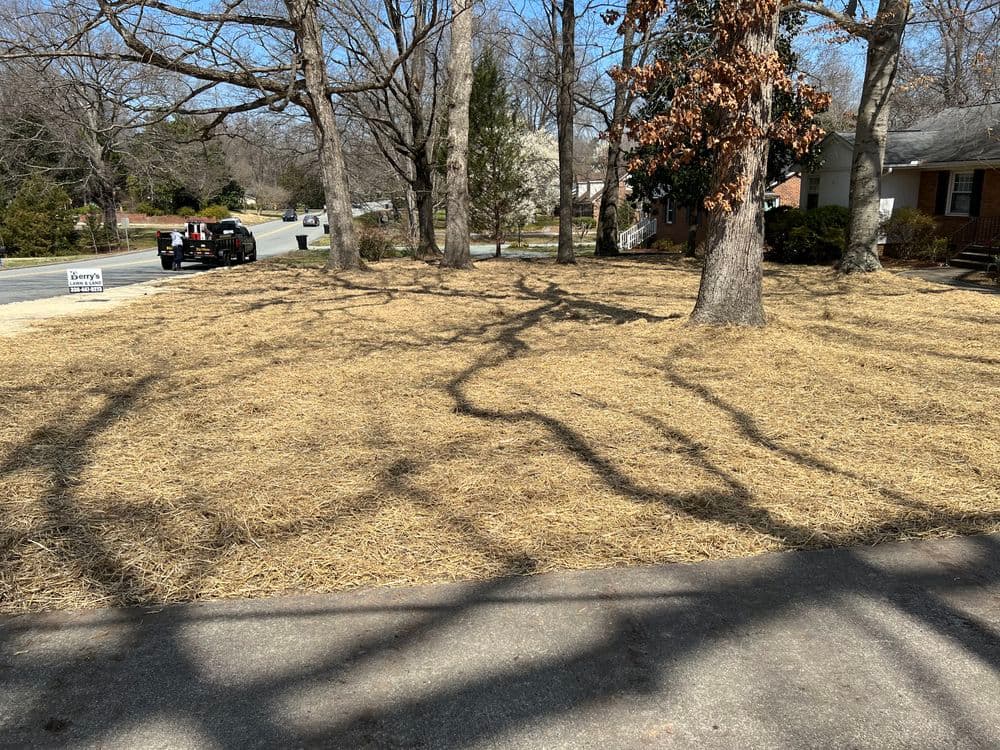 Bare yard with straw cover and trees casting shadows on a sunny day in a suburban neighborhood.