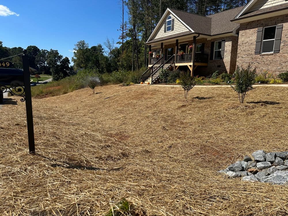 Newly landscaped yard with straw mulch, plants, and a modern home under a clear blue sky.