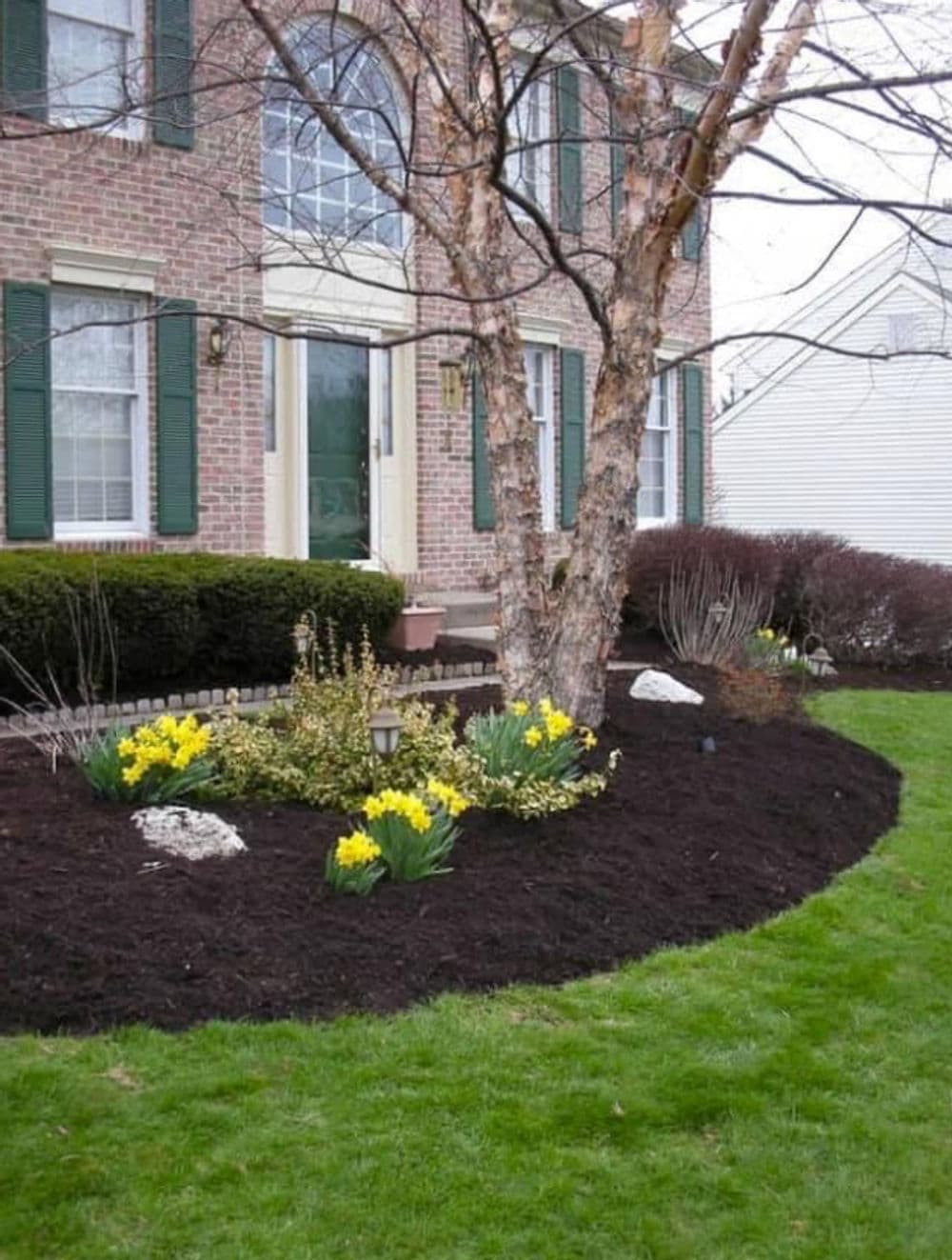 Spring garden design featuring blooming daffodils, mulched beds, and landscaped greenery.