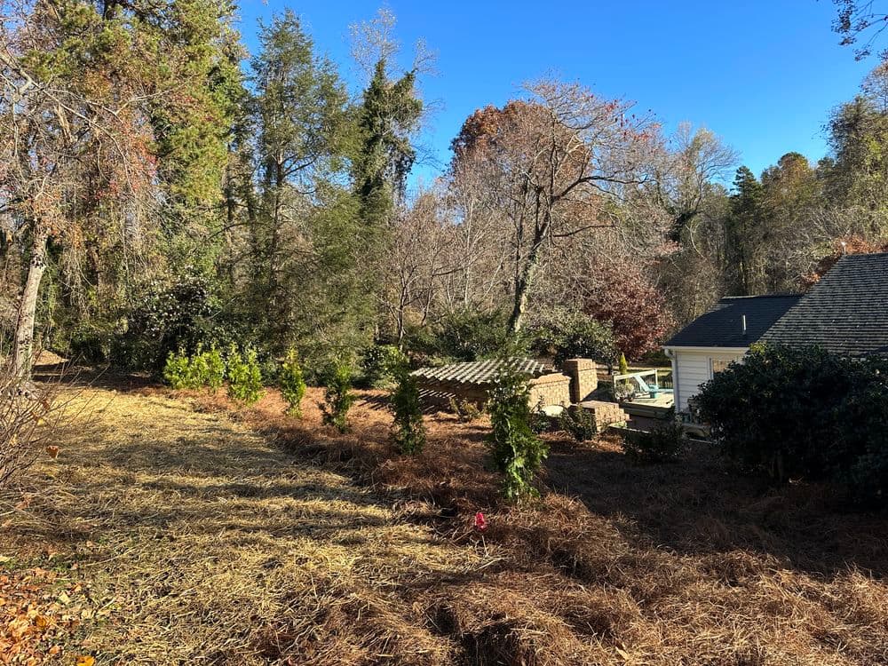 Lush wooded area with evergreen trees and modern home under a clear blue sky.