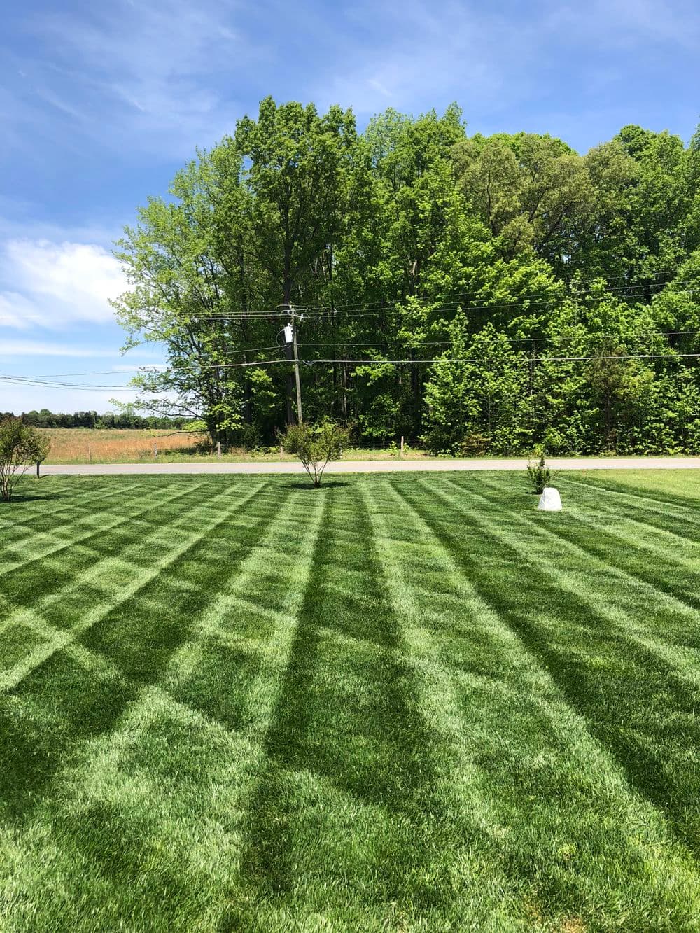 Lush green lawn with striped mowing patterns and trees under a clear blue sky.