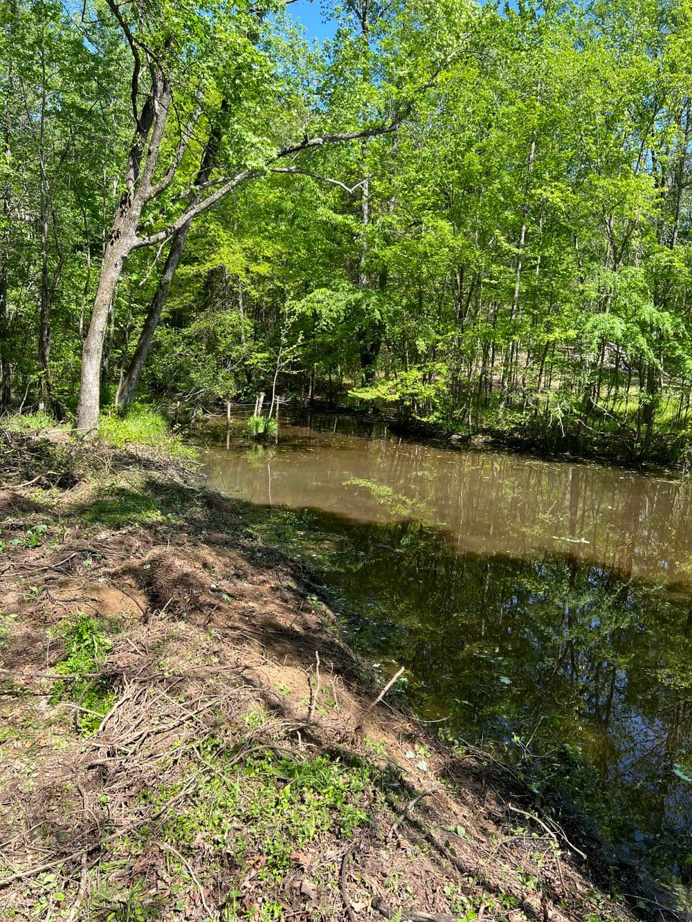 Lush green trees reflecting in a calm pond surrounded by forest vegetation.