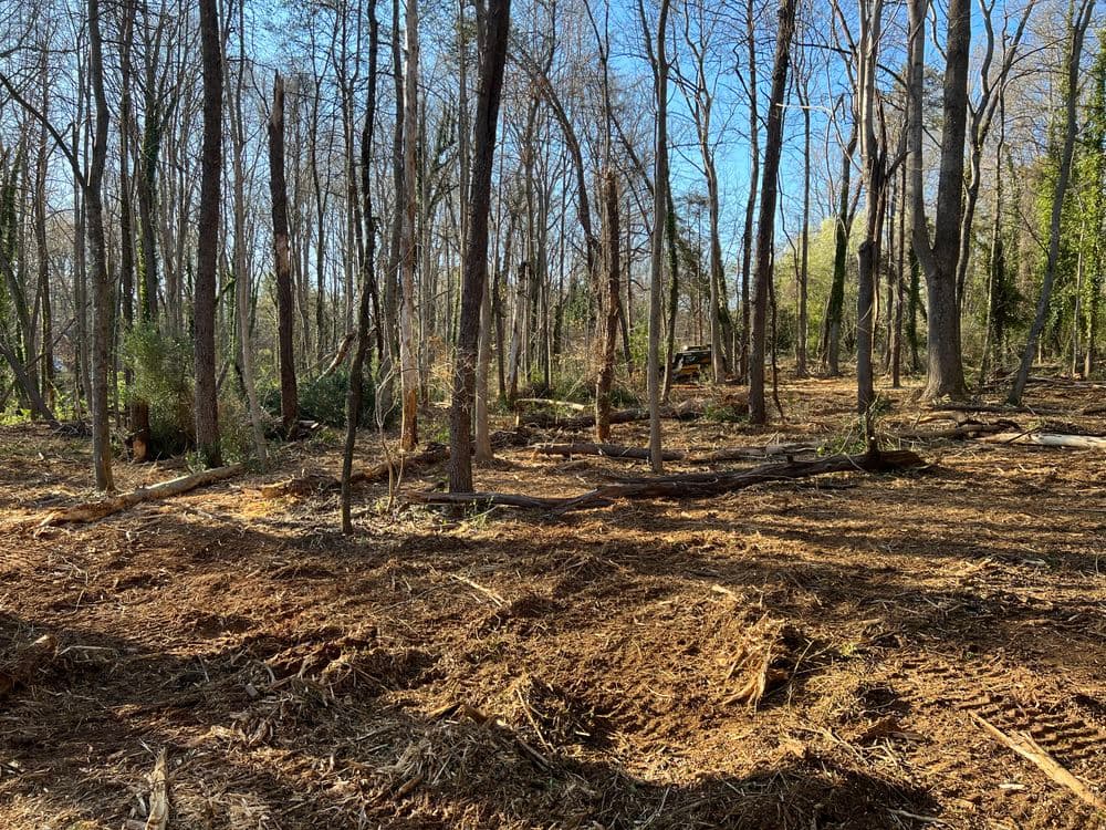 Cleared forest area showing tree stumps and sparse vegetation under a blue sky.